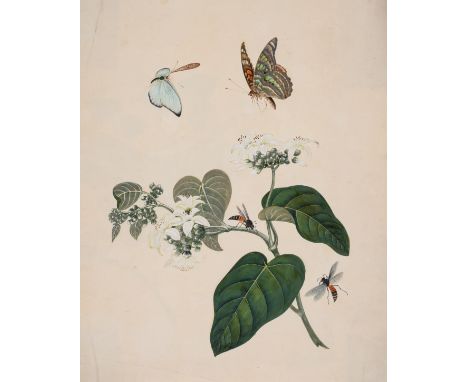 Indo-China.-&nbsp;Straits School&nbsp;(19th century)&nbsp;Four botanical studies, including one of a large butterfly others w