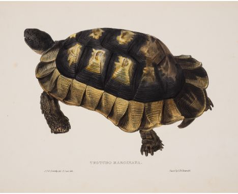 Sowerby (James de Carle) and Edward Lear. Tortoises, Terrapins, and Turtles, first edition, 60 fine lithograph plates, all bu