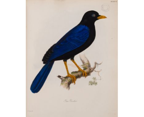 Beechey (Capt. Frederick William) and others. The Zoology of Captain Beechey's Voyage...to the Pacific and Behring's Straits 