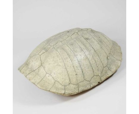 A South American blonde river turtle shell, 34 x 25cm. CITES Annex B, Appendix II, this item would require permits to export 