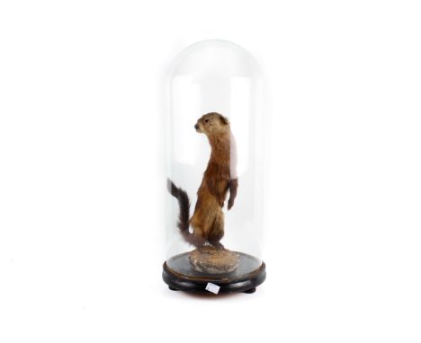 A vintage taxidermy mink, Mustela lutreola, under a glass dome. Standing alert, head and tail turned to the right, fixed to a