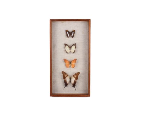 A vintage collection of four butterflies in a display case. Comprising the Adelpha cocala (Peru), Polyura athamas (Malaysia),