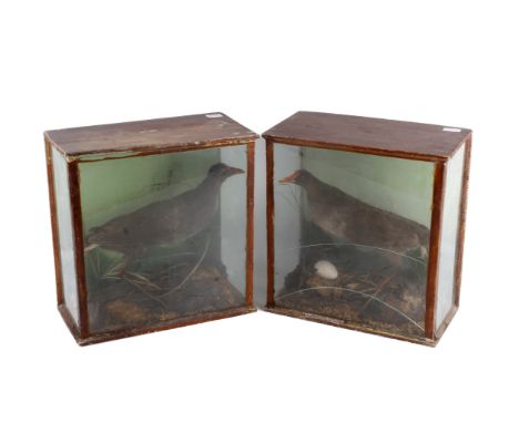 Two vintage taxidermy moor hens, Gallinula chloropus, in glass cases. Pointed in different directions and in naturalistic set