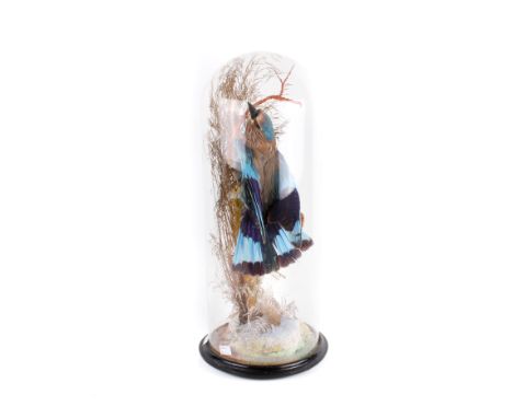 An early 20th century taxidermy European Roller, Coracias garrulus. In a Victorian glass dome. the bird with wings slightly s