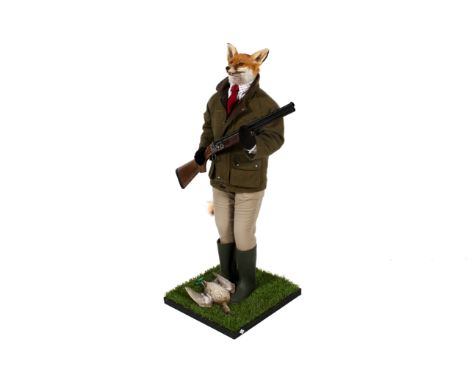 An anthropomorphic sportsman Red Fox, Vulpes vulpes. Dressed in a Barbour jacket, shirt and tie with trousers and wellington 
