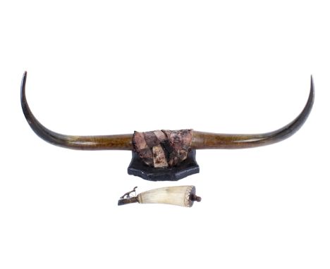 A pair of bovine horns mounted on a wooden shield and a horn shot flask. The shot flask with turned wooden base and metal end