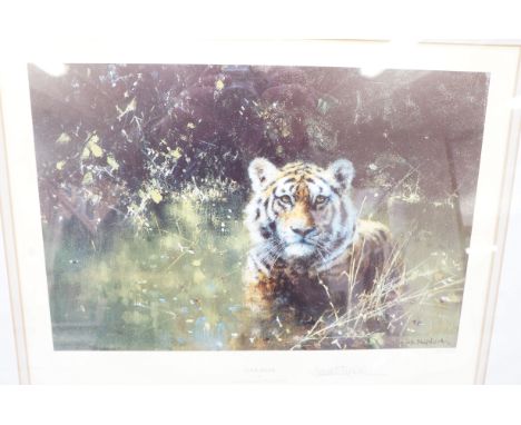 David shepherd limited edition print signed in pencil with artist blind stamp 480/1500 ' Cool tiger' 37 cm x 54 cm size inclu