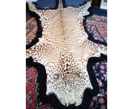 A taxidermy leopard skin rug Mounted on a blue felt background, the reverse inscribed Van Ingen & Van Ingen, Mysore.  222 cm 