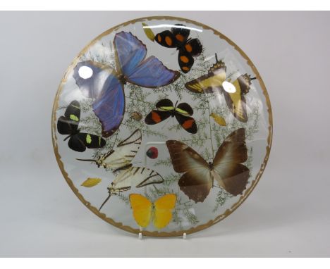 Vintage Taxidermy butterflies in concave glass case, 12" diameter.