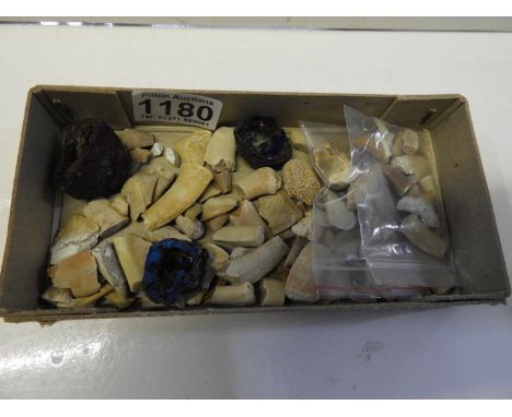 Fossil, Sharks Teeth etc 