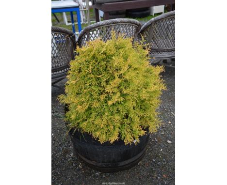 A barrel planter with conifer.