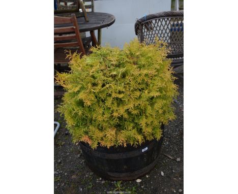 A barrel planter with conifer.