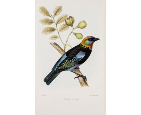 Sclater (P.L.) A Monograph of the Birds forming the Tanagrine Genus Calliste, first edition, 45 lithograph plates with fine h