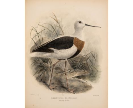 Birds.- Seebohm (Henry) The Geographical Distribution of the Family Charadriidæ, or the Plovers, Sandpipers, Snipes and their