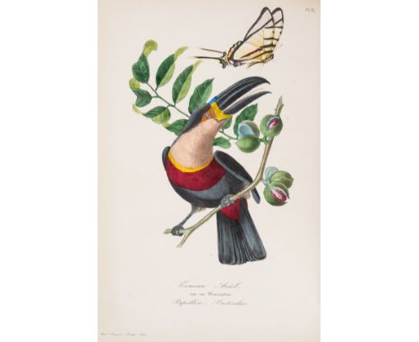 Le Maout (Emmanuel) Histoire Naturelle des Oiseaux, suivant la classification de M. Isidore Geoffroy-Saint-Hilaire, first edi