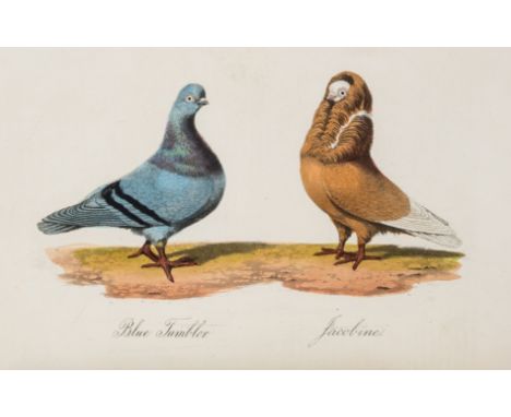 Pigeons.- Eaton (John Matthew) A Treatise on the Art of Breeding and Managing Tame, Domesticated, Foreign, and Fancy Pigeons,