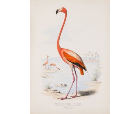 Cory (Charles B.) Birds of the Bahama Islands, first edition, Boston, by the Author, 8 hand-coloured lithograph plates, the f