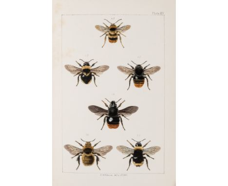 Bees &amp; Wasps.- Newman (Edward) Sphinx vespiformis: an essay, first edition, errata slip, 3 folding plates, original cloth