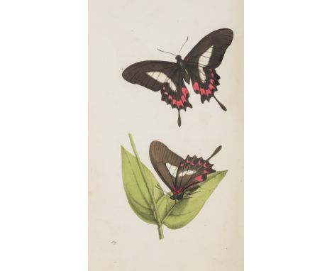 Swainson (William) Zoological Illustrations, or Original Figures and Descriptions...Entomology, vol. 3 only (of 6), first ser