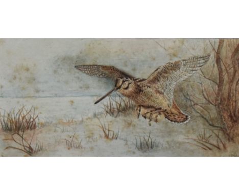 Artist Unknown (20th Century), watercolour, Woodcock in flight, signed M.A to the lower right, framed, mounted, and under gla