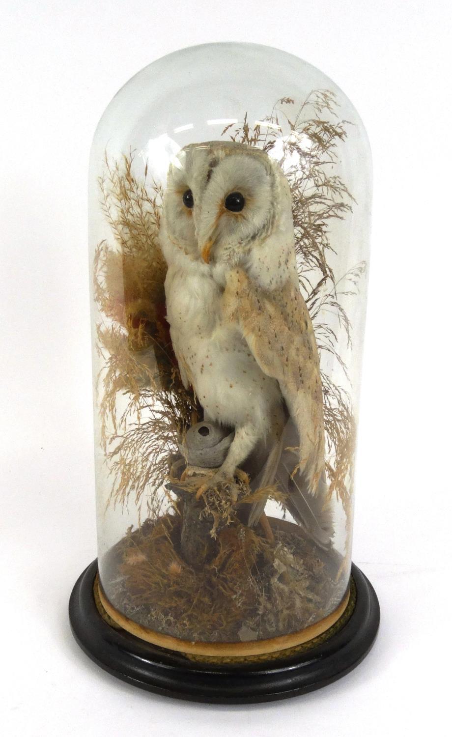 Taxidermy Interest Stuffed Barn Owl Housed Under A Glass Dome