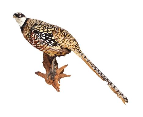 Taxidermy, mounted and prepared Reeves's pheasant on wooden trunk, 64 cm high