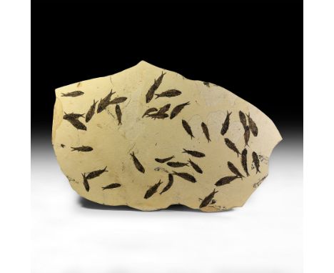 Eocene Period, 58-36 million years BP. A very large mortality plate with a shoal of fossil Knightia alta fish; mounted on a w