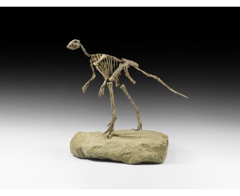 Lower Cretaceous Period, 126 million years BP. A fossilised Jeholosaurus shangyuanensis dinosaur, the skeleton having been be