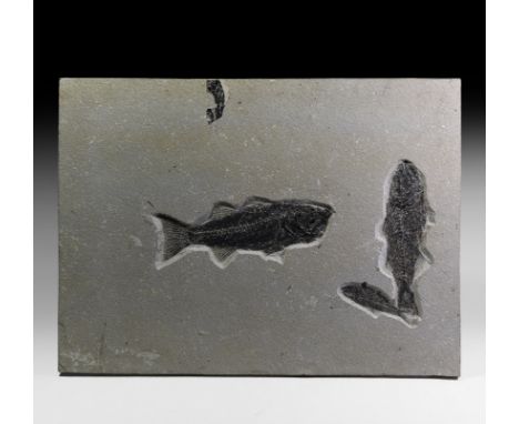 Eocene Period, 58-36 million years BP. A large rectangular limestone matrix containing two large Knightia alta fish with a sm