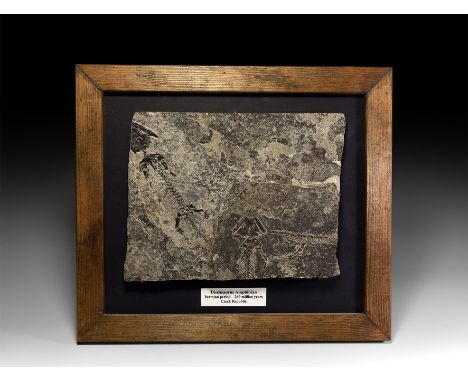 Lower Permian Period, 260 million years BP. A fossilised amphibian Discosauriscus (Letoveterpeton) austriacus in a matrix; su