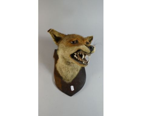 A Trophy Taxidermy Study of a Fox Mask on Shield Plinth 