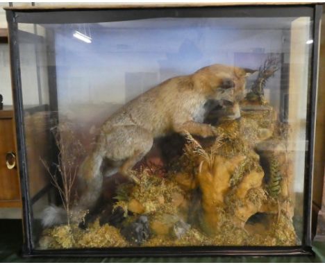 A Large Cased Taxidermy Study of Fox Hunting in Rocks, 96cm Wide