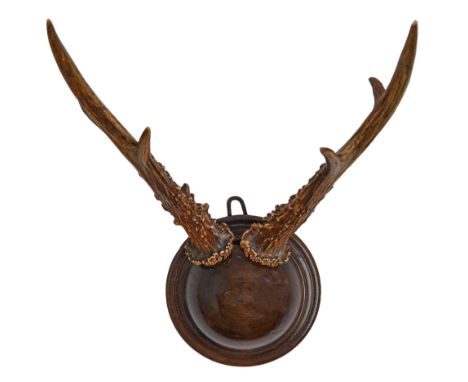 Romanov memento. The horns of a deer shot by Tsar Nicholas II, 1901, mounted on polished walnut boss, the reverse with ink in