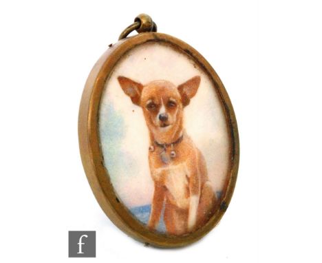 ENGLISH SCHOOL (EARLY 20TH CENTURY) - Portrait of a chihuahua dog, watercolour miniature on ivory, oval, framed, 6cm x 5cm. 