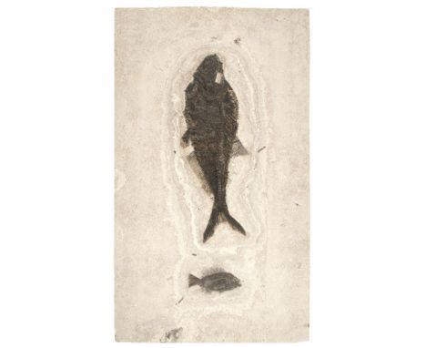 * Fossil Fish Group. A fossil fish group, comprising Diplomistus (big herring) and Priscacara (perch-like fish), Green River 