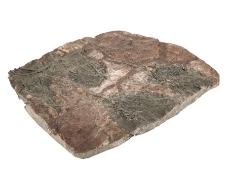 * Fossil Crinoid. This example is of the species Scyphocrinites and is from the Silurian of South Morocco, and is dated to ap