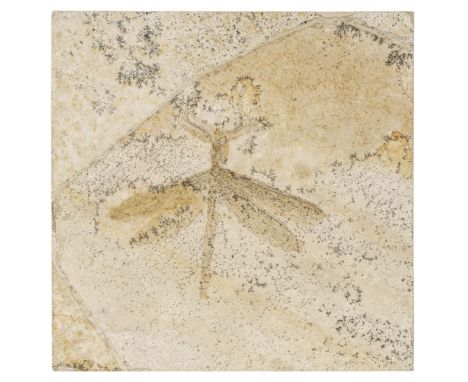 * Dragonfly. A fine fossil dragonfly, Libellulium sp, Sohnhofn, Germany, middle Jurassic, 150 million years, laid into a squa