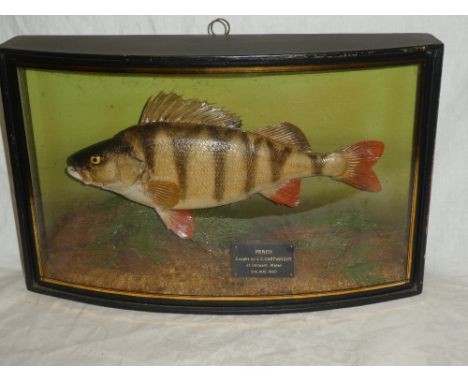 A stuffed taxidermy perch in scenic glazed bow fronted case "Perch Caught by JC Cartwright at Derwent Water 6th August 1960",