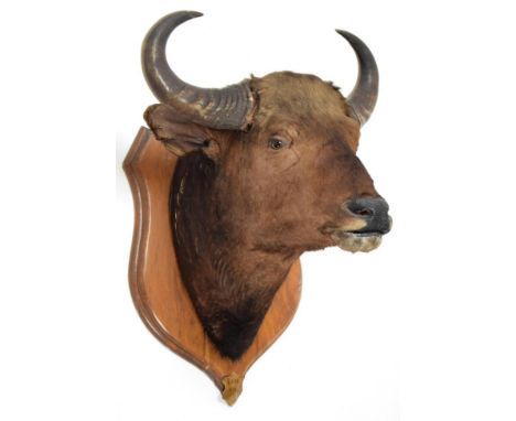 Taxidermy: Indian Gaur Buffalo (Bos gaurus gaurus), circa 1900-1910, India, large adult bull neck mount looking straight ahea