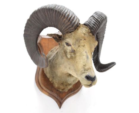 Taxidermy: Tibetan Argali (Ovis ammon hodgsoni), circa 1876, India, Rowland Ward Record Class, large adult male neck mount lo
