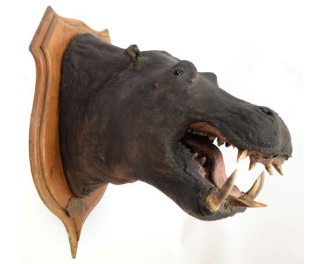 Taxidermy: African Hippopotamus (Hippopotamus amphibius), circa August 07th 1897, Moosapassa River, South Africa, attributed 
