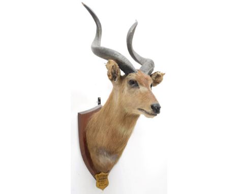 Taxidermy: Zambezi Sitatunga (Tragelaphus selousi), circa September 04th 1929, Chobe River, by J.R. Ivy Taxidermy, Pretoria, 