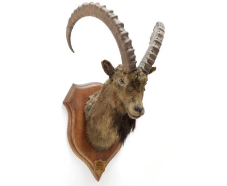 Taxidermy: Mid-Asian Ibex (Capra Sibirica alaiana), circa June 04th 1884, Zanskar, Ladakh, Northern India, Rowland Ward Recor