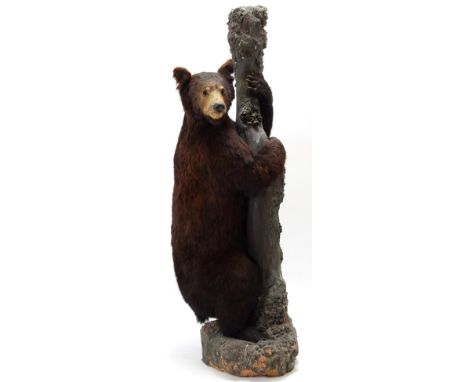 Taxidermy: North American Black Bear (Ursus americanus), circa 1877, full mount young adult stood holding onto a large natura