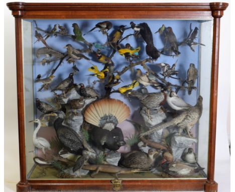 Taxidermy: A Large Cased Diorama of Birds &amp; Reptiles Native to India, circa 1872, India, by Henry Shaw, Taxidermist, Salo