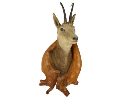 TAXIDERMY - a chamois mounted in a naturalistic pine surround, overall height 70cm 