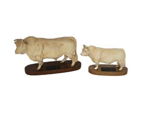 Beswick - two Charolais bulls - on wooden plinths. The first a larger model (height 19.5cm including plinth) with a copper ri