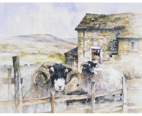 After John Sibson. Rough Fell sheep, limited edition stamped print numbered 51/300, framed, 33cm x 42.5cm.