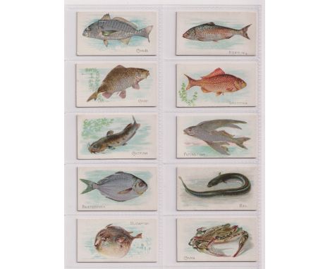 Cigarette cards, USA, American Tobacco Co, Fish From American Waters, 10 cards, Blowfish, Butterfish, Catfish, Carp, Chub, Cr