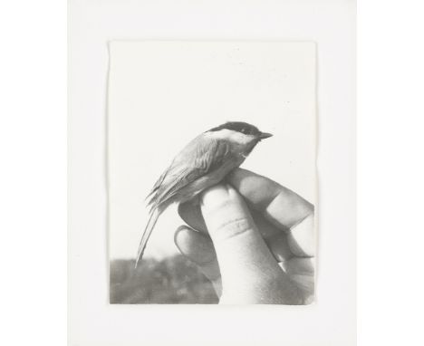 (See English version below)Jochen Lempert (Moers 1958 – lebt in Hamburg). „Weidenmeise“. 1998Silbergelatineabzug auf Barytpap